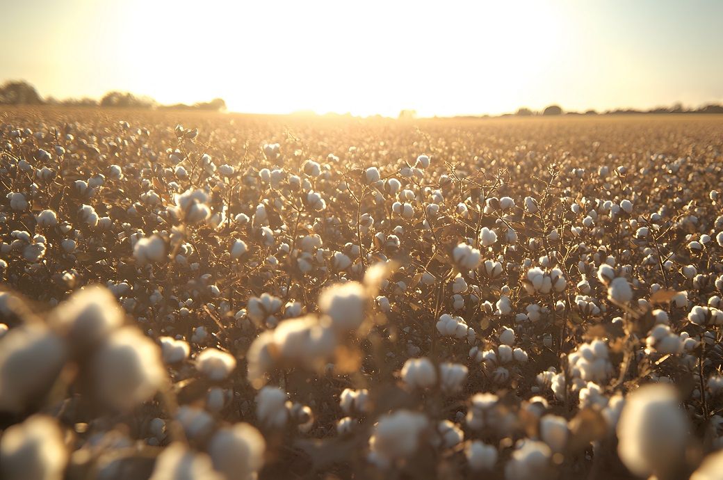 Cotton prices rise slightly across global benchmarks over last month