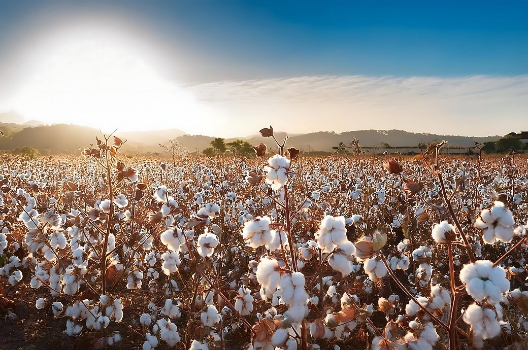 India's cotton production estimated to drop to 7-year low in 2024-25