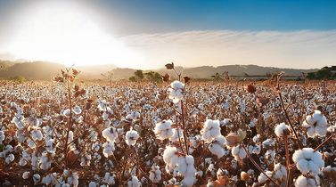 India’s cotton production estimated to drop to 7-year low in 2024-25