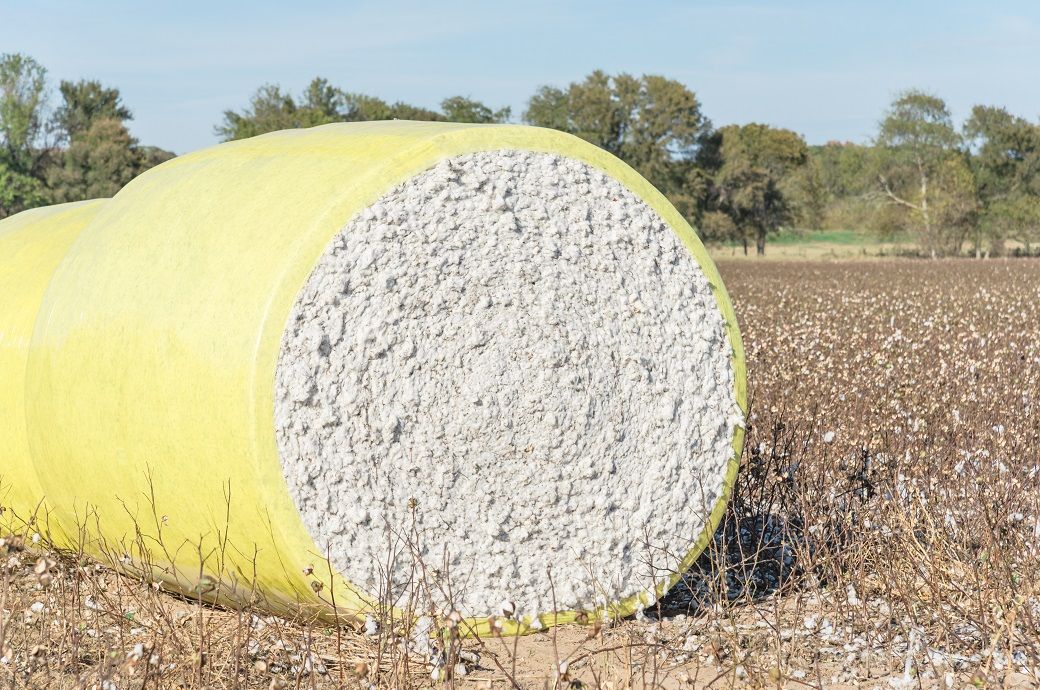 Pakistan cotton arrival down 33% to 5.1 mn bales till November