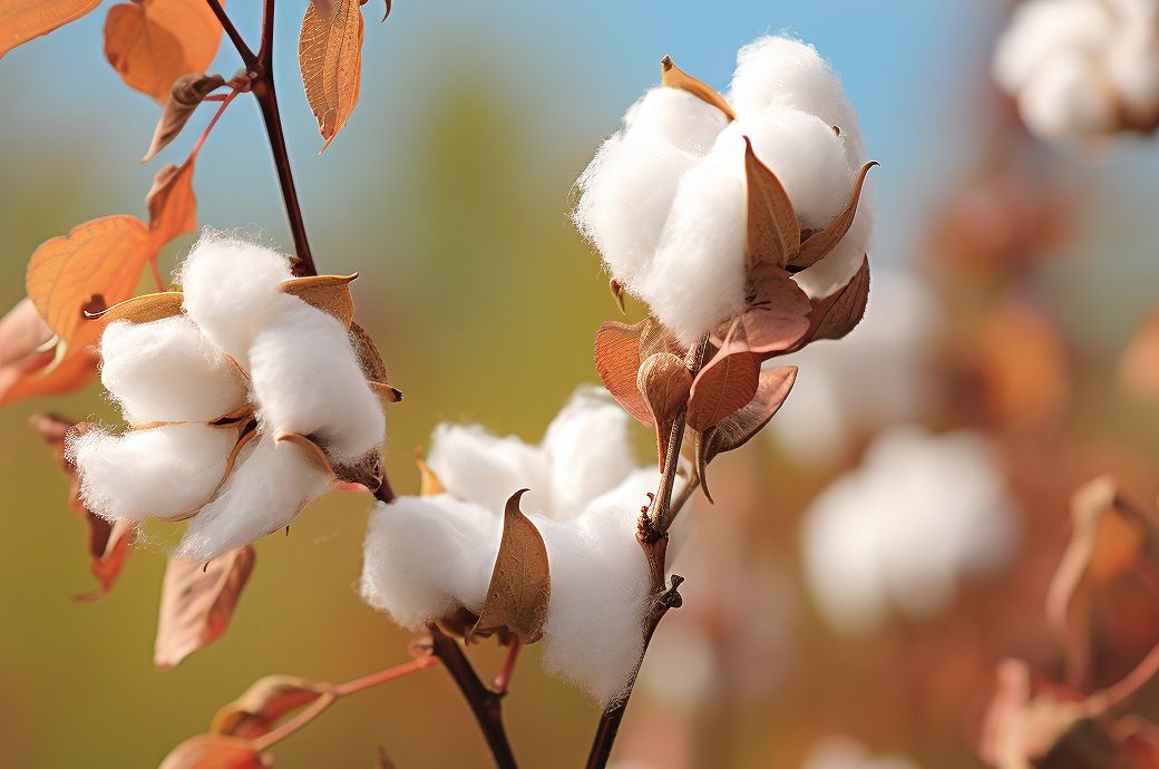 ICE cotton records losses for sixth consecutive session on Monday