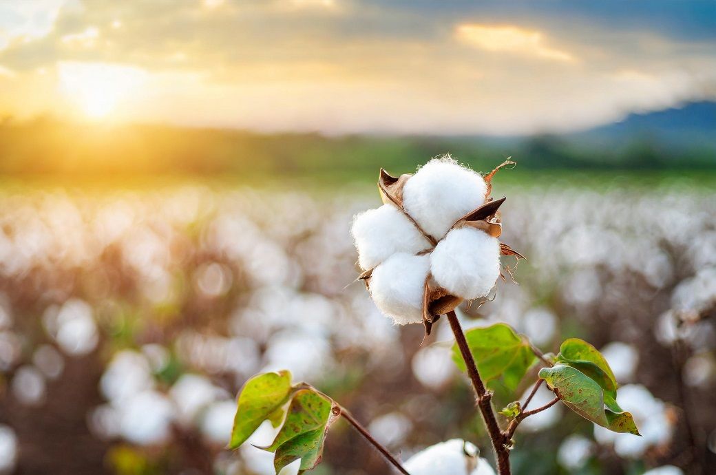 US Upland cotton sales down 33%, Pima 60% last week: USDA - Fibre2Fashion