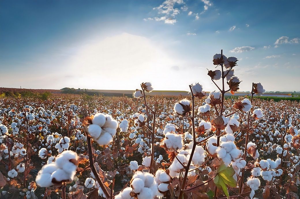 US Upland cotton sales up 108%, Pima 83% this week: USDA