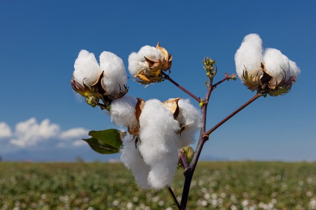 ICE cotton rebounds from monthly low as crude oil recovers