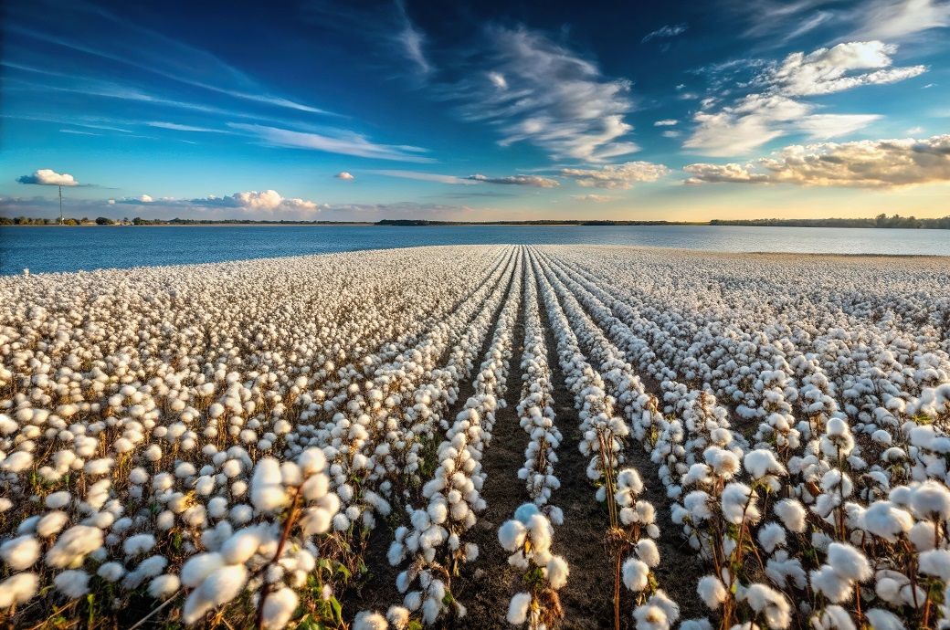 ICE cotton futures dip on US trade policy concerns & strong dollar