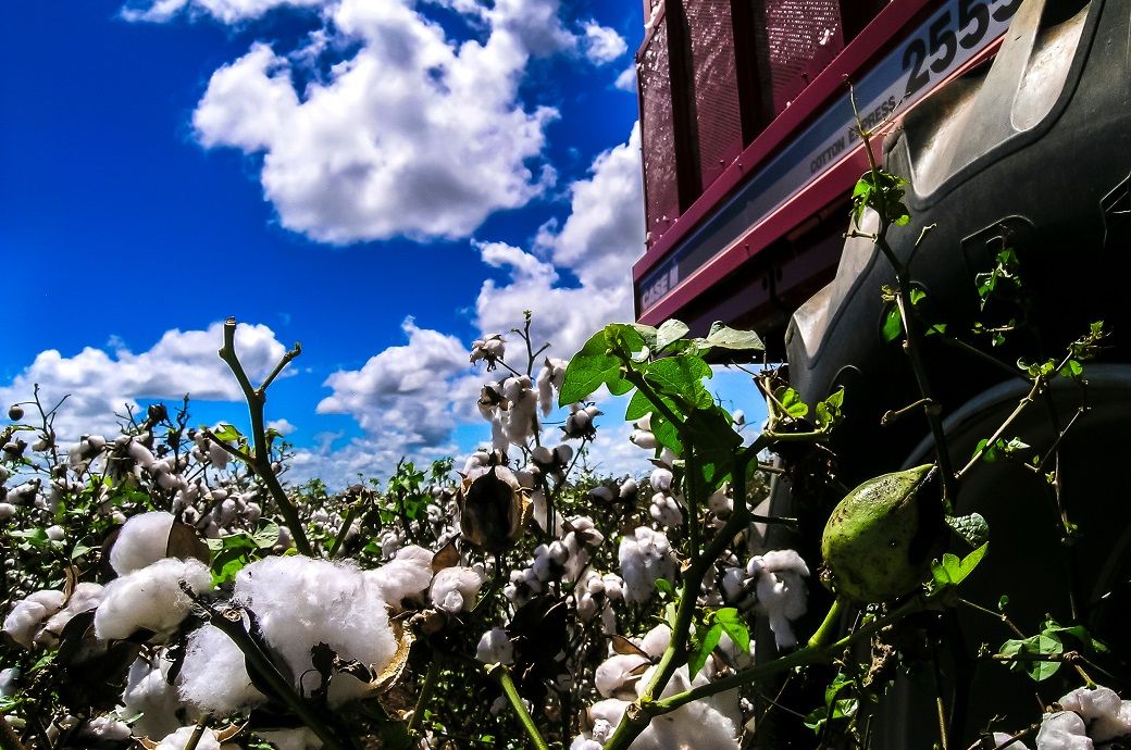 Brazil world's largest cotton exporter in 2024 as production soars