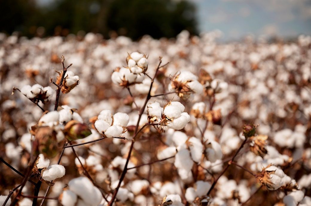 ICE cotton prices gain on rise in grains and stronger crude oil