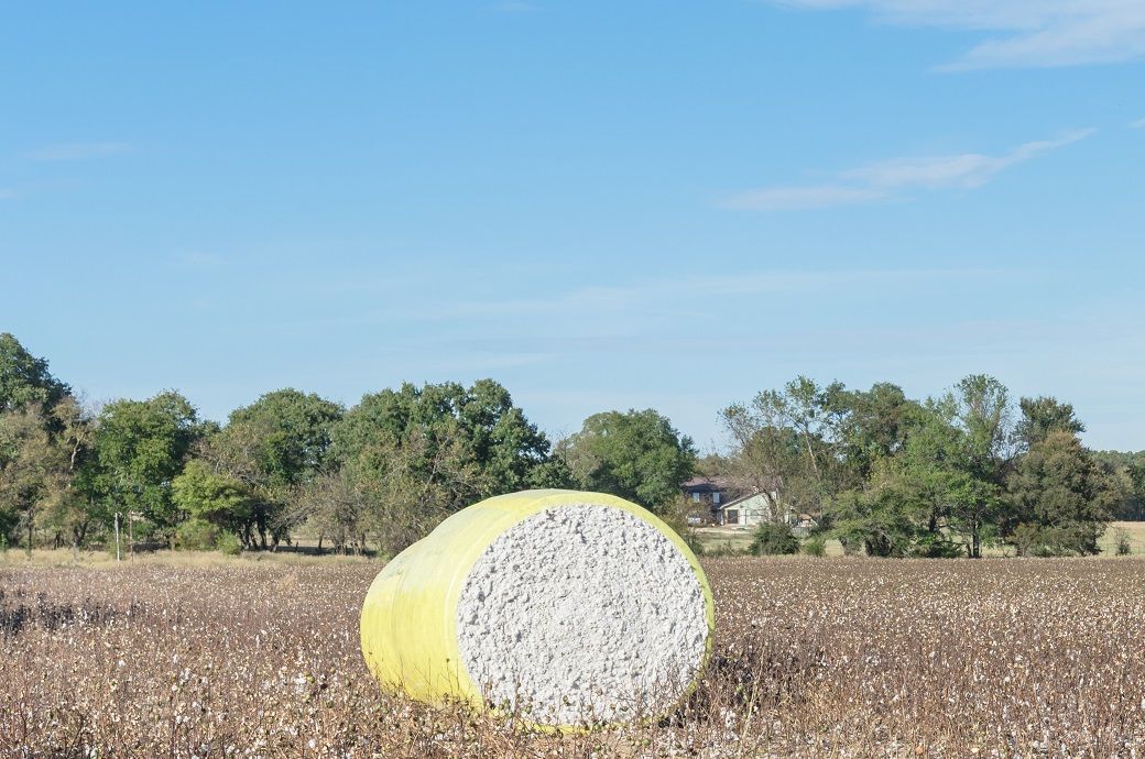 CAI reduces India's cotton production estimate to 301.25 lakh bales