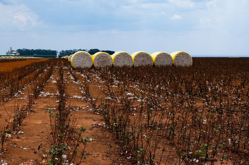 WASDE projects higher global cotton production, stocks & exports