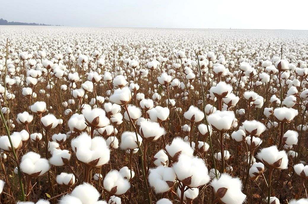 Brazilian cotton exports surge to record levels in January