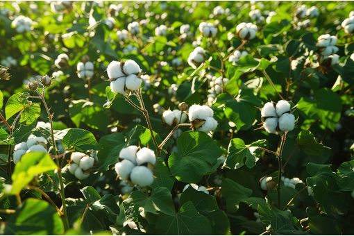 India Budget 2025: Launch technology mission to boost cotton supply