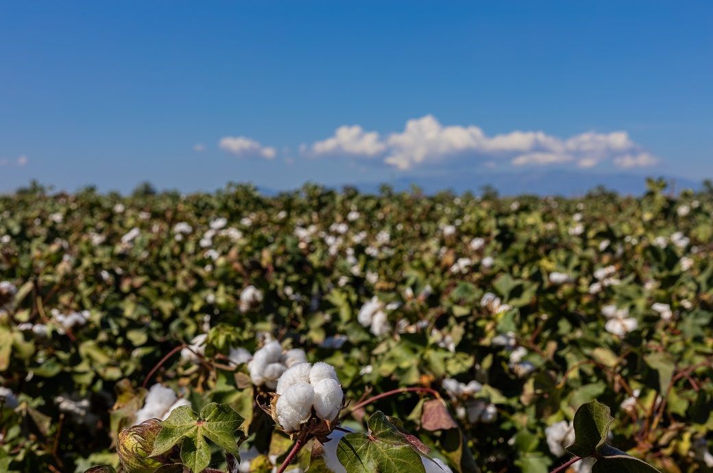 ICE cotton futures decline after 3-week high, dollar weighs on prices