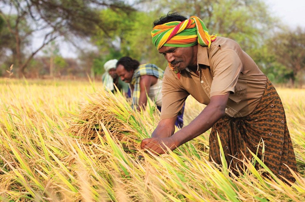 Bayer issues first carbon credits from rice farmers in India