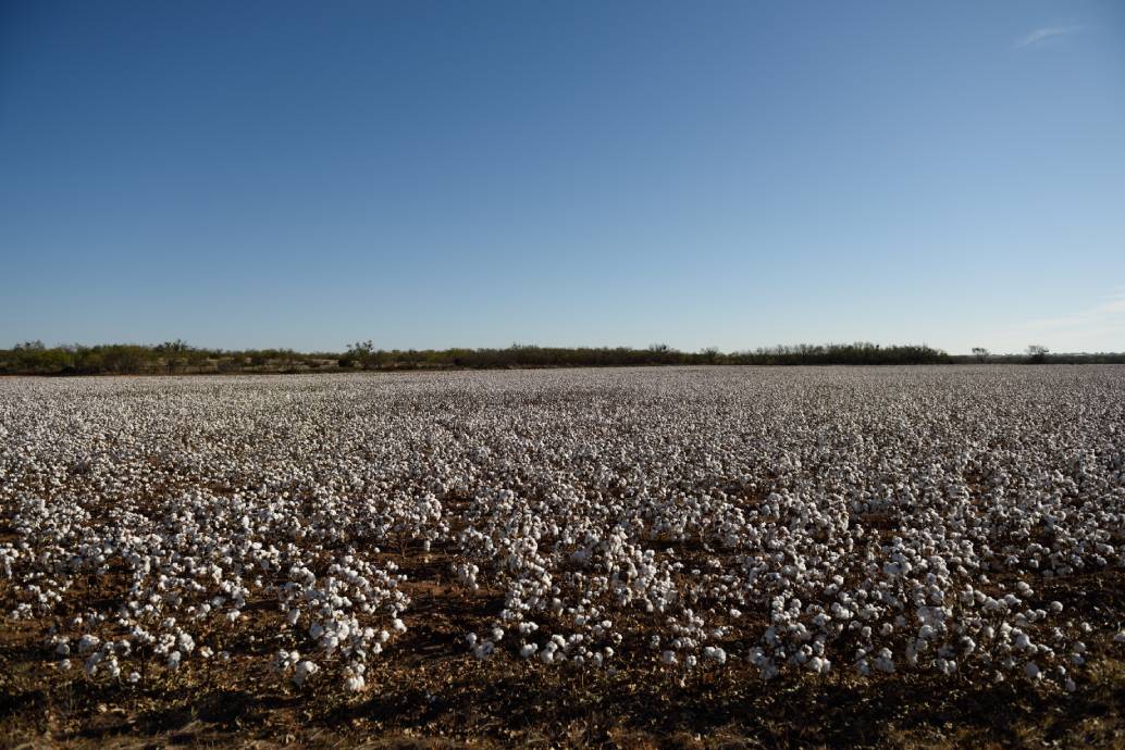 Mozambican cotton exports fall 61% YoY in Jan-Sep 2024 to $11.9 mn