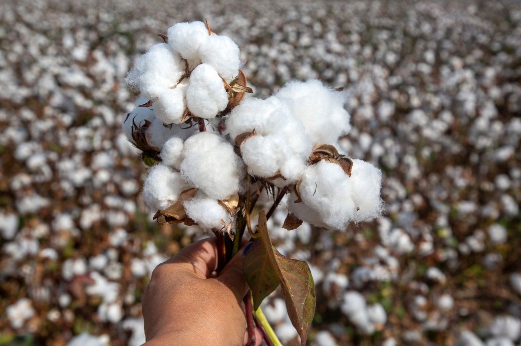 Stronger dollar pressures ICE cotton prices; oil gains cushion fall