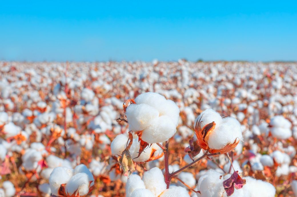 Brazil's cotton prices hit one-year high in mid-March