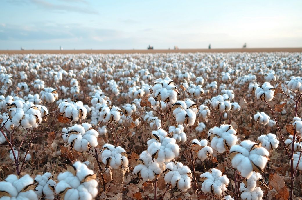 ICE cotton climbs fifth straight day despite US export slump