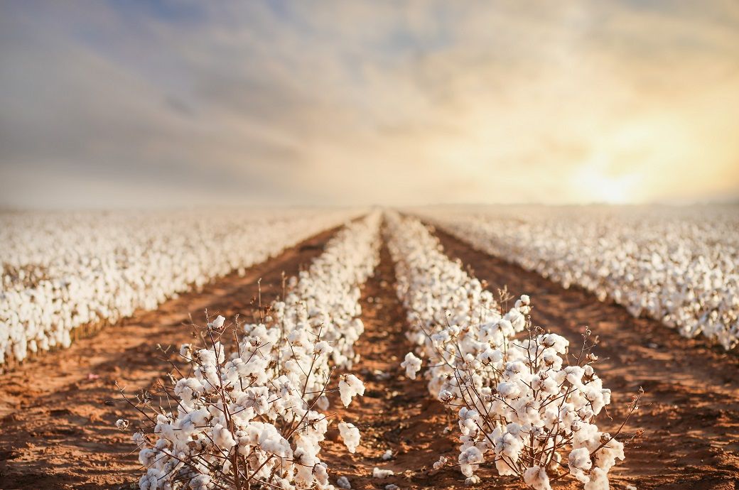 Brazil's cotton harvest accelerates amid price, export declines