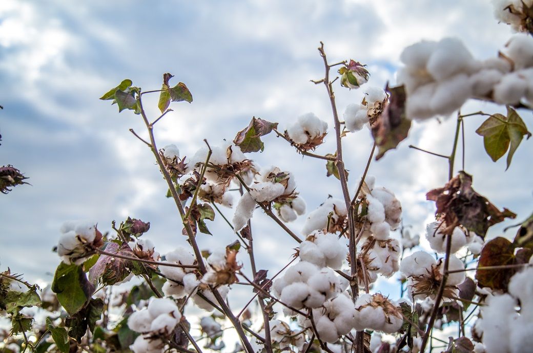 Strong dollar, tariff plans weigh on ICE cotton futures