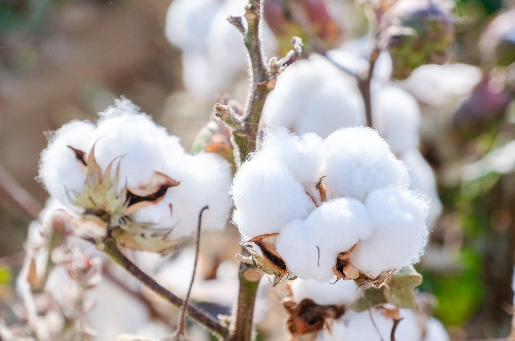 ICE cotton trades lower, dollar strength offsets crude gains
