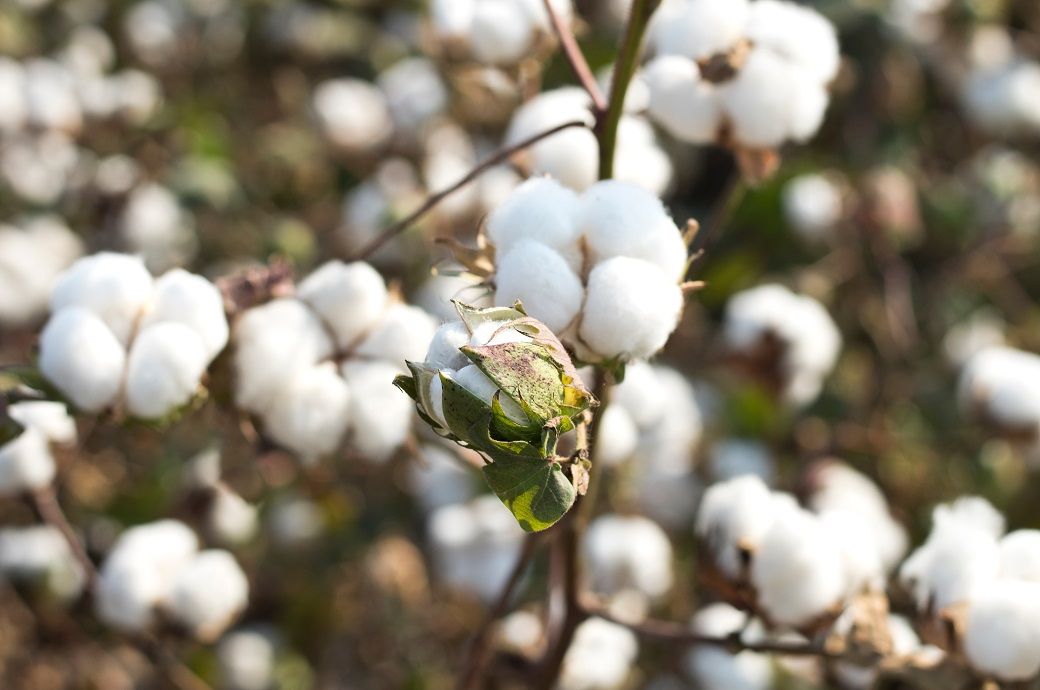 ICE cotton loses momentum after weaker US export sales