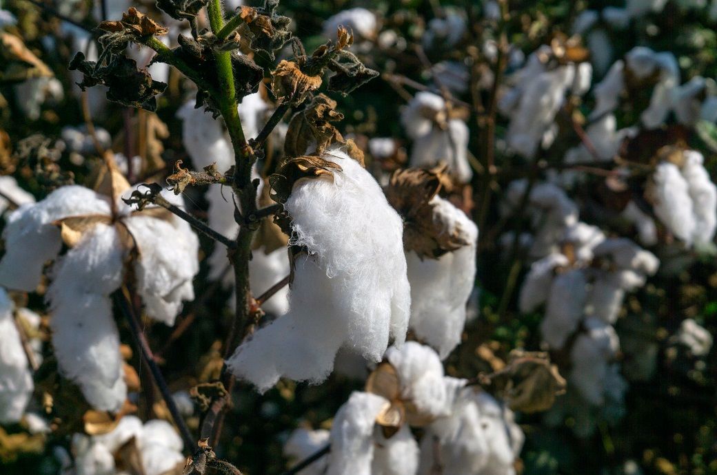  Brazil cotton prices firm in May; CONAB sees record 2024/25 output
