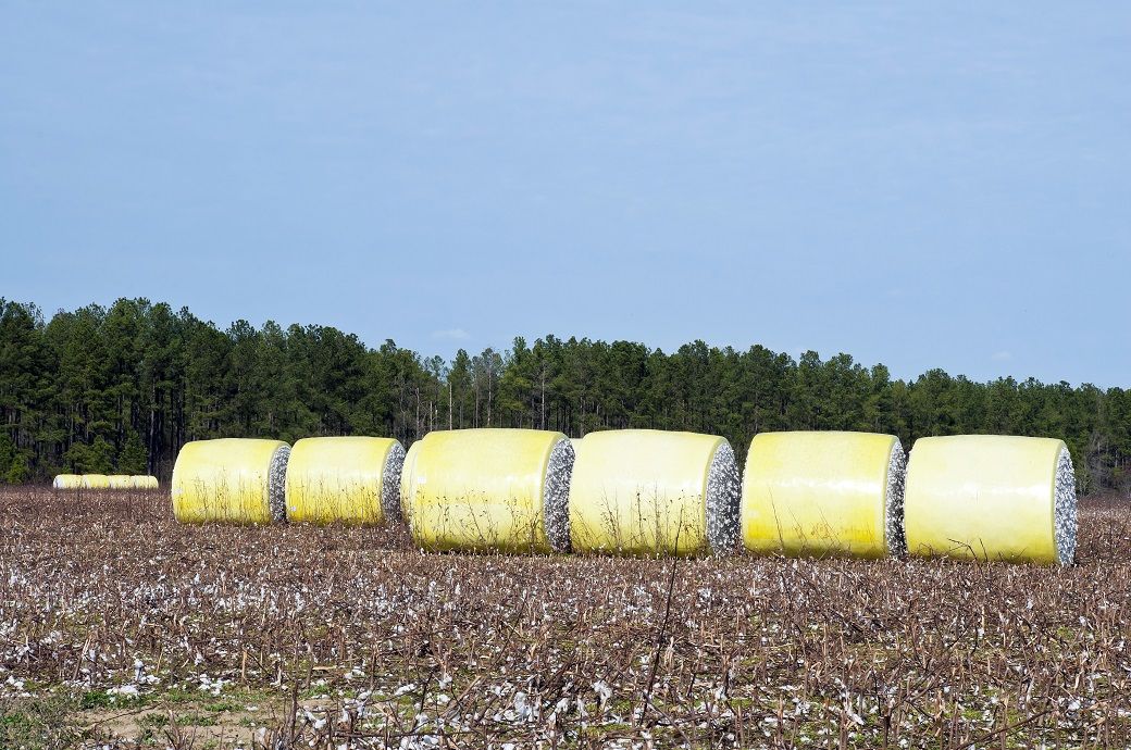 India defers cotton QCO implementation to Aug 2026, industry relieved