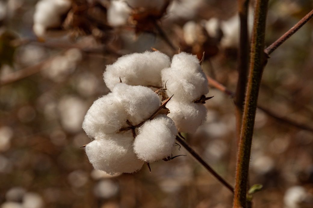 Production drop, aging farmers lead Togo to plan cotton sector revival