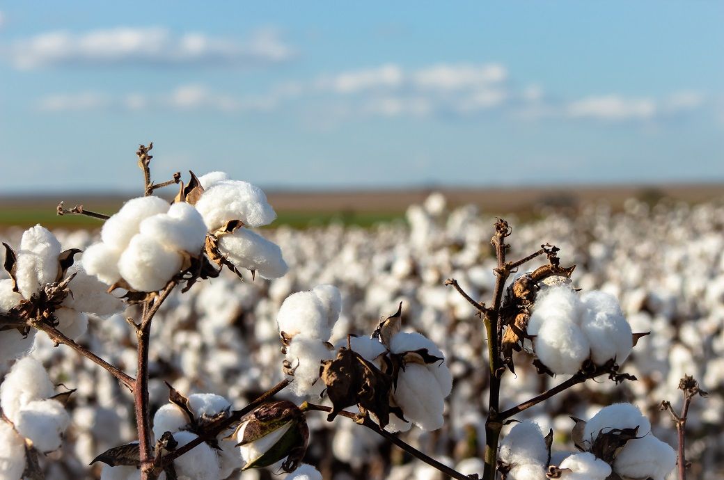 Brazil cotton prices ease in early June, exports & harvest lag