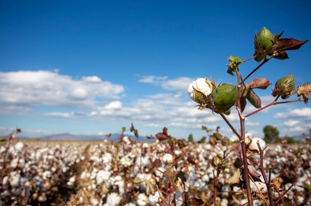 CAI revises India's 24–25 cotton production estimate to 311.4 L bales