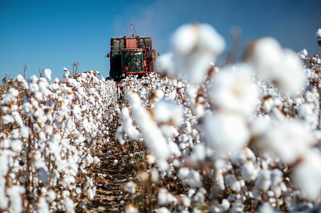 Brazil cotton prices ease in early July amid record harvest hopes
