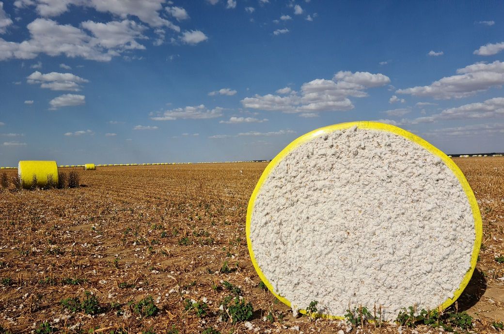 US Upland cotton exports drop 67%; Pima sales also slow