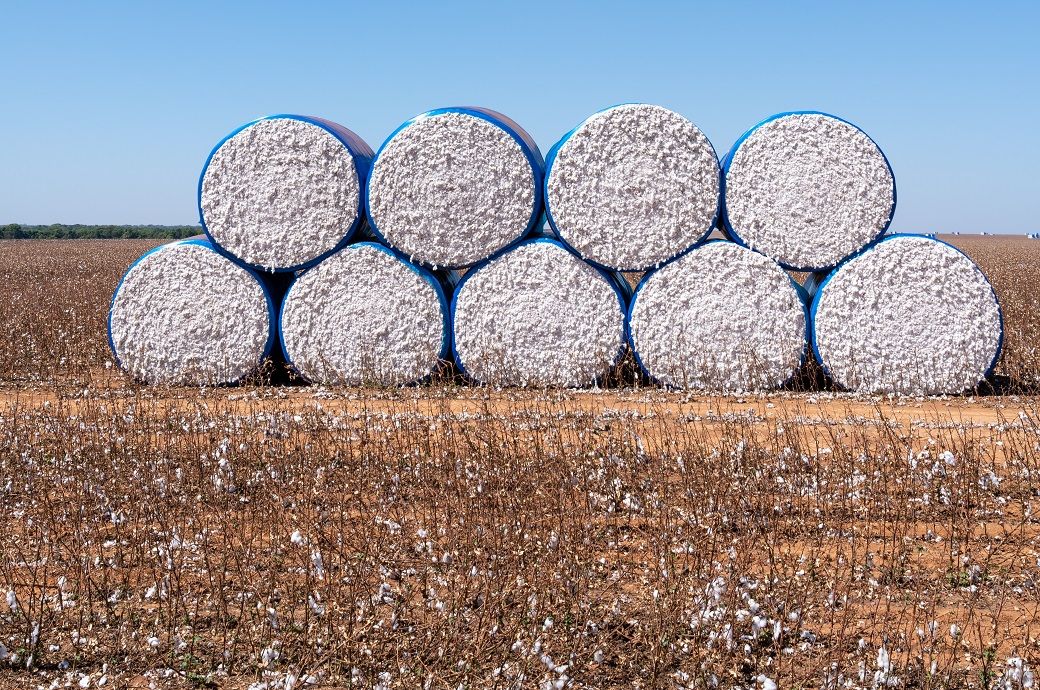 ICE cotton rises to July high on dry weather, short covering