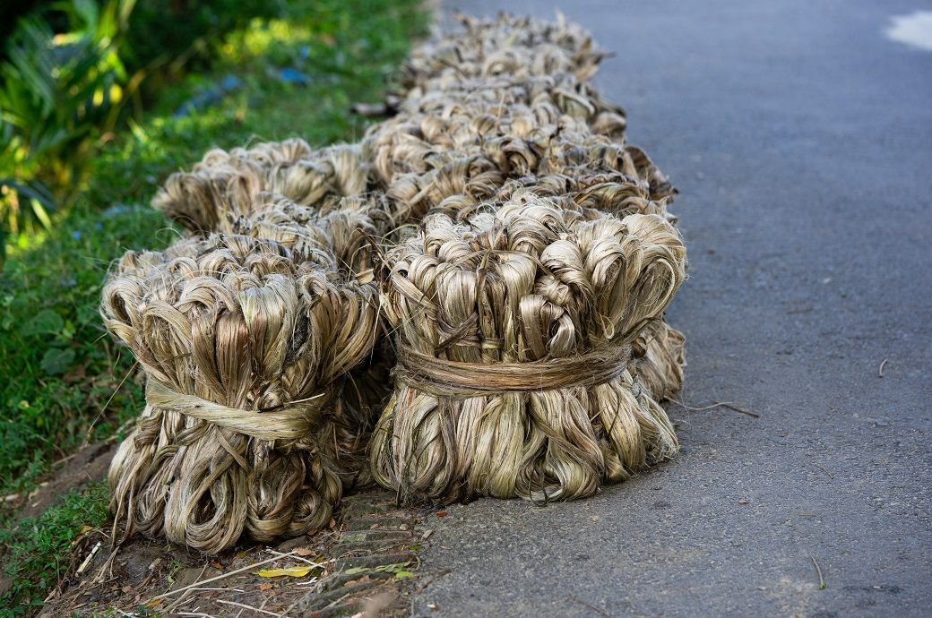 India's jute output slips to 84 lakh bales in 2024-25 despite high MSP