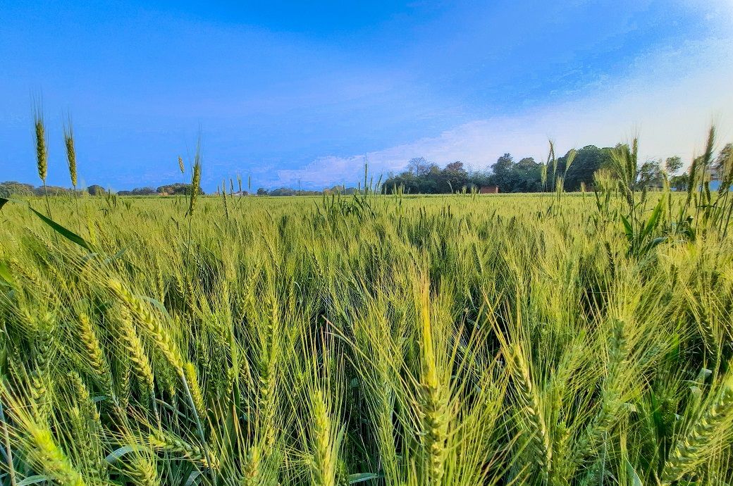 Swedish researchers develop eco-friendly fibre from farm waste
