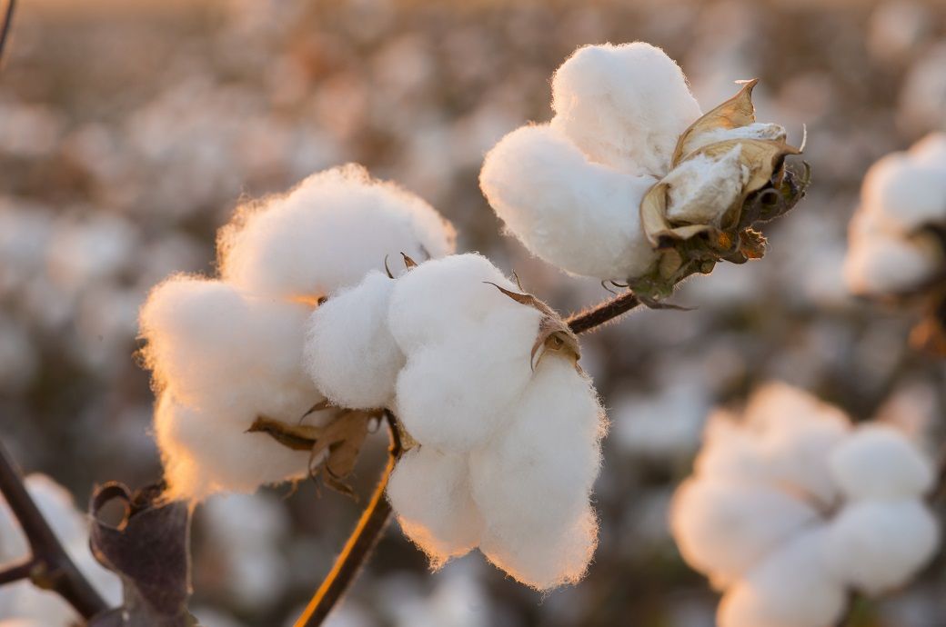 US Upland cotton sales rise 38%, Pima declines sharply: USDA