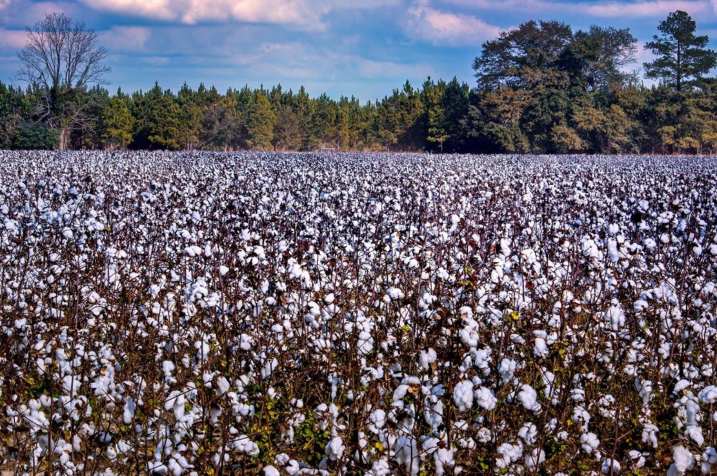 ICE cotton hits two-week high on heavy rain, weak dollar
