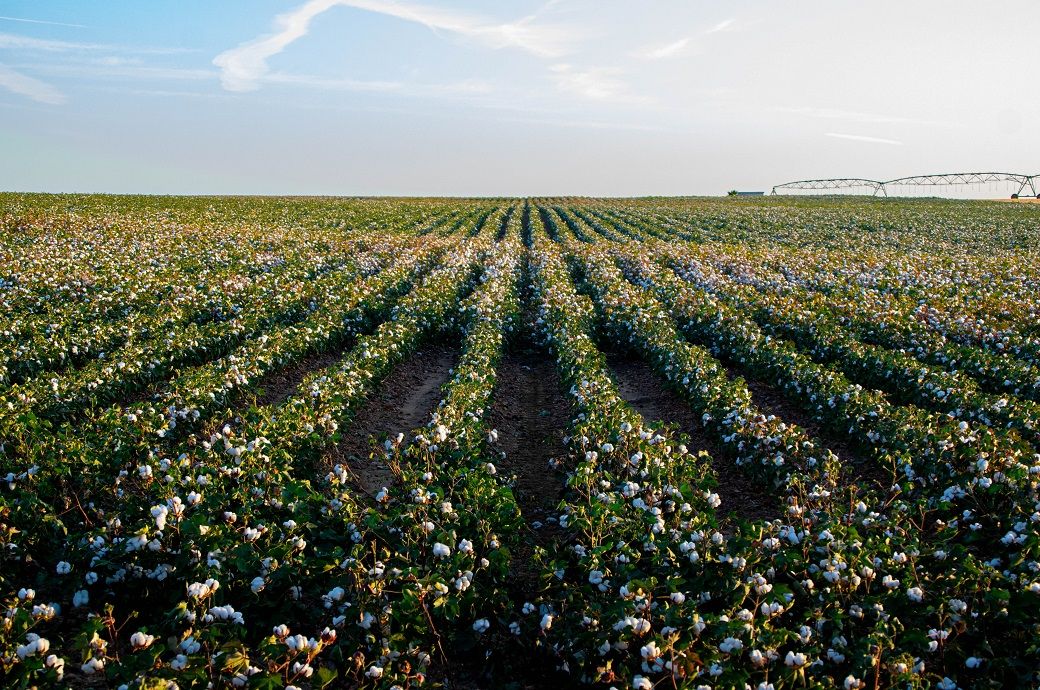 India calls for addressing global asymmetries in cotton sector at WTO