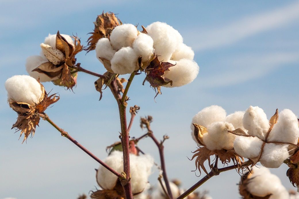 CAI revises 2024–25 cotton output to 301 L bales, seeks policy reforms