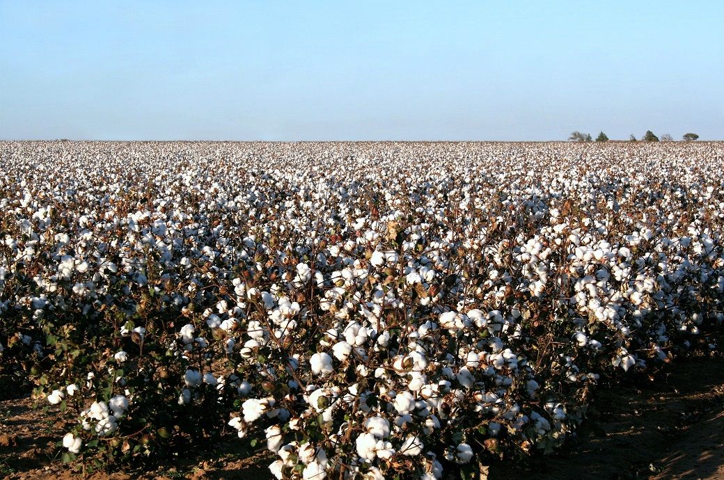 Tajikistan to increase textile exports by raising cotton processing