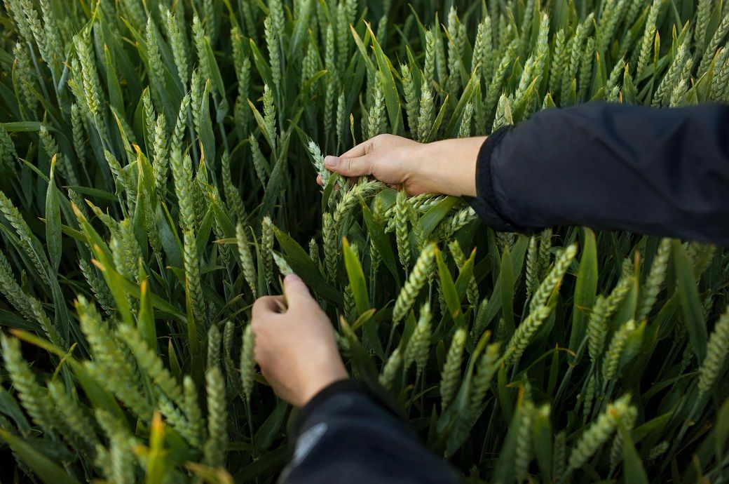  Bayer files EU application for novel herbicide Icafolin