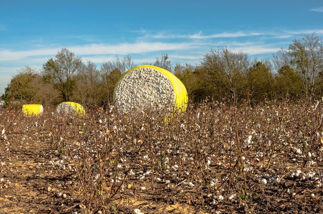 India's cotton production holds steady at 311.4 lakh bales: CAI