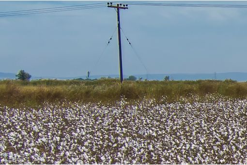 ICE cotton rebounds as dollar weakens, commodity gains
