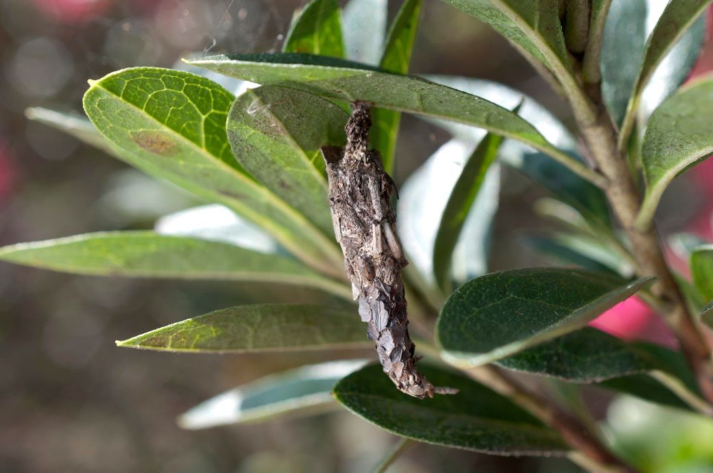 Getting the very best from nature through biomimicry