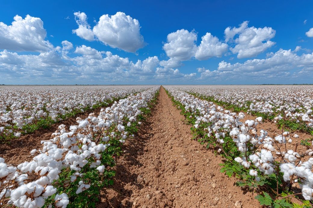 Pakistan cotton arrivals down 29% to 5.93 lakh bales as of July 2025
