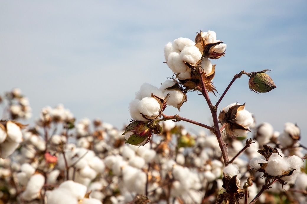 ICE cotton futures rebound from four-month low on oil, grain gains