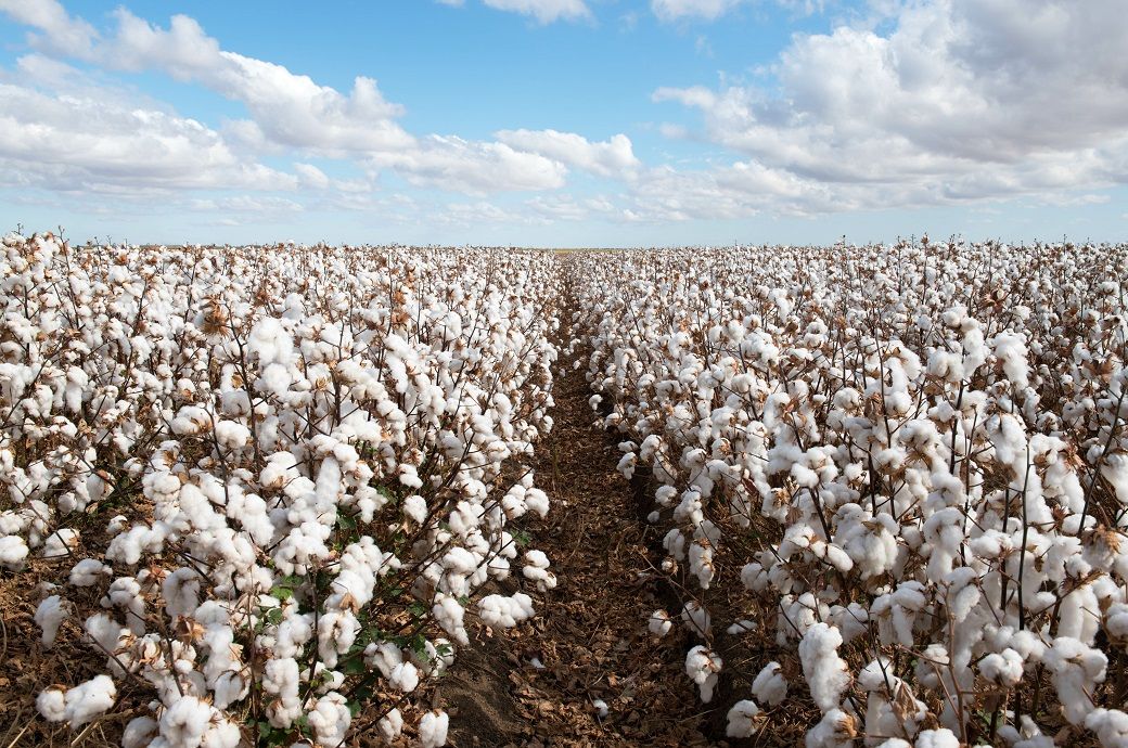 Global cotton prices steady as key benchmarks remain range-bound