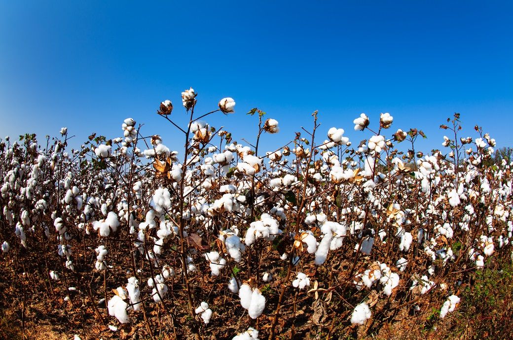 ICE cotton slips on profit booking, crude oil weakness