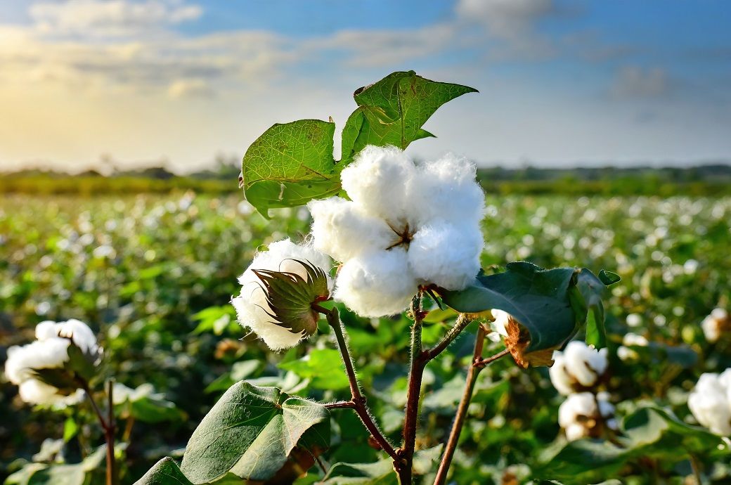 Organic certification under NPOP spans 31 Indian states/UTs: Govt