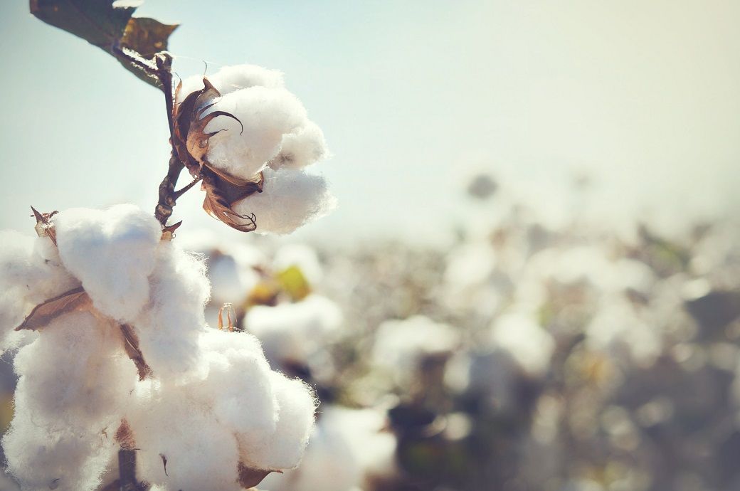 Nigeria, Brazil sign MoU to boost cotton productivity in former